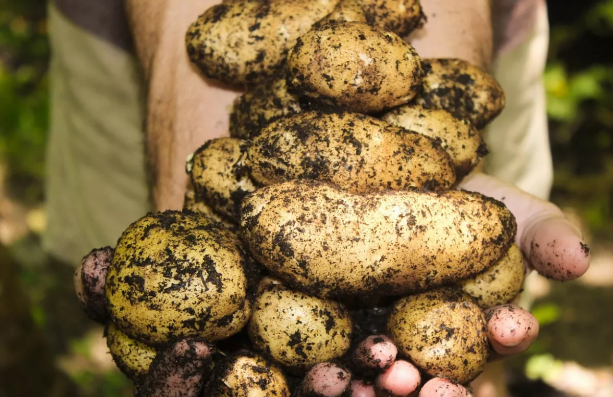Milyen megoldások léteznek a mezőgazdasági talajok javítására?