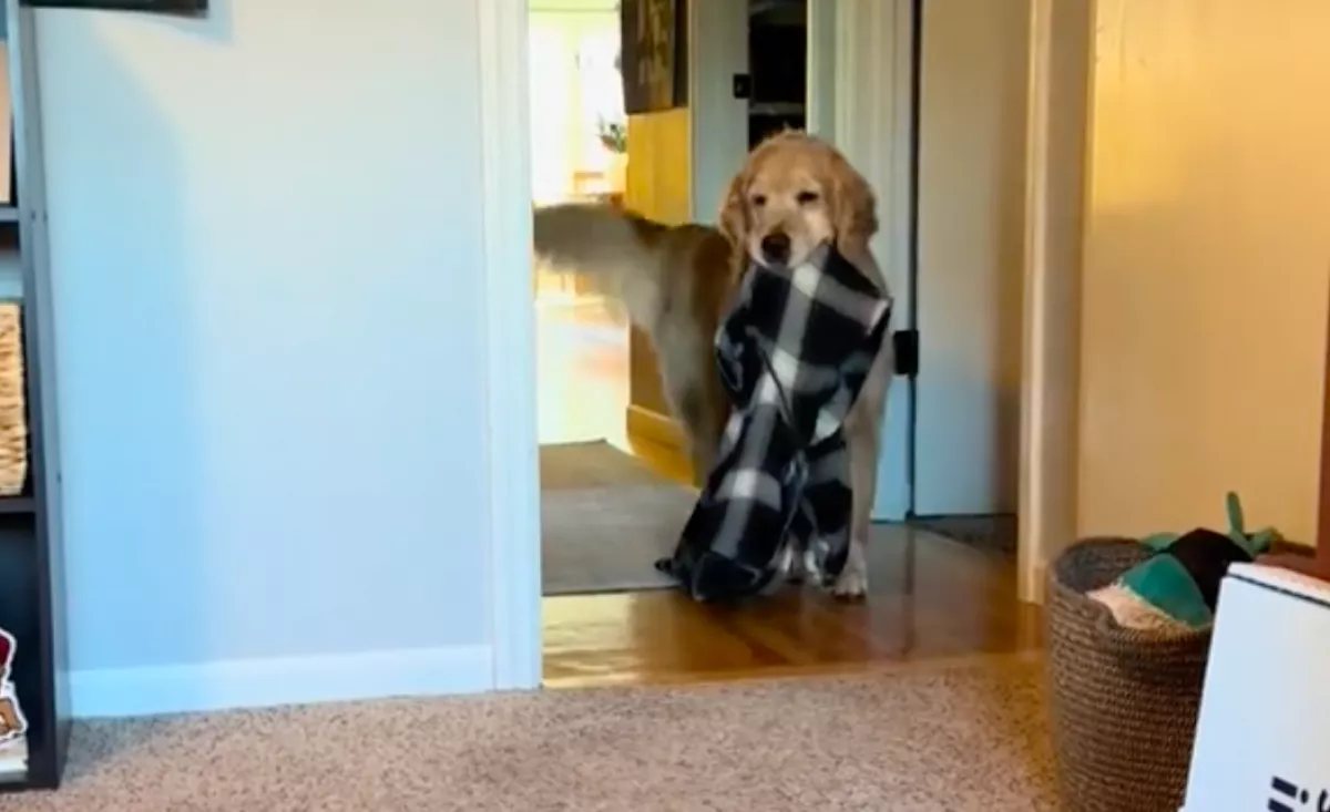 Nagyon hiányzik a golden retrievernek a gazdája: amit tesz, megolvasztja a szíveket - Videó
