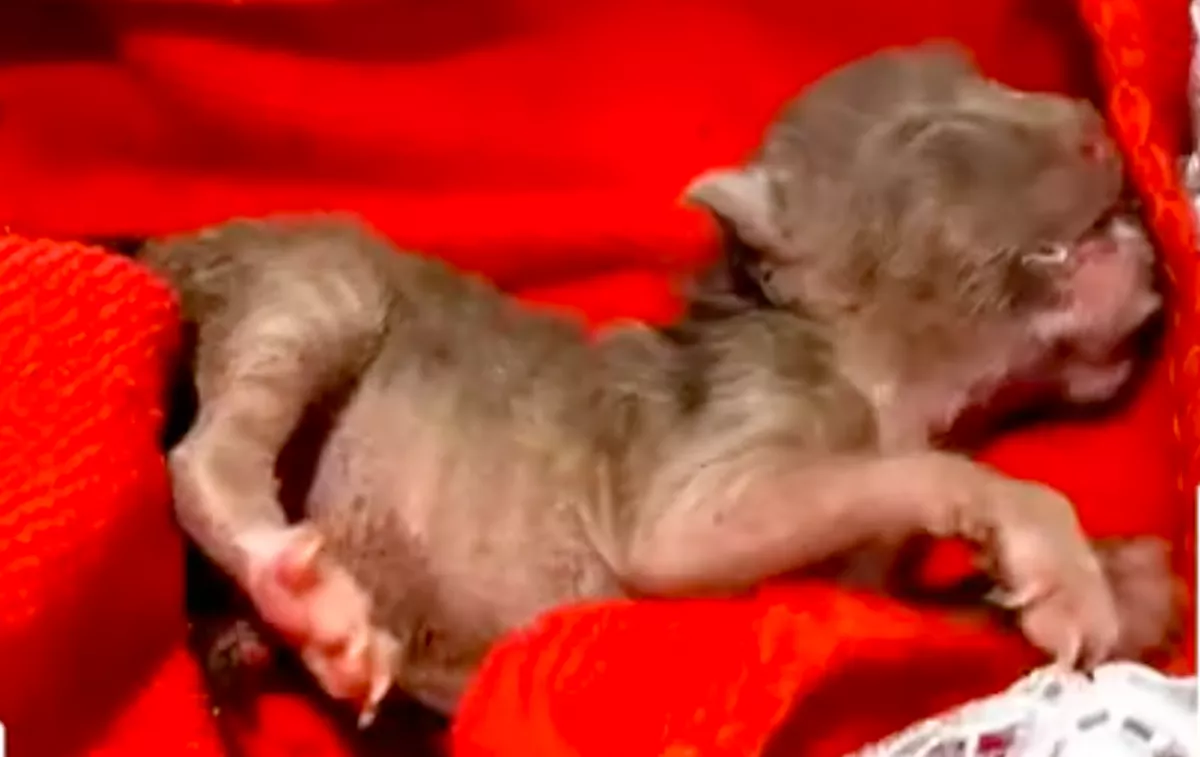 Apró cicát talált a nagyi: amikor az arcára nézett, sokkot kapott - Videó