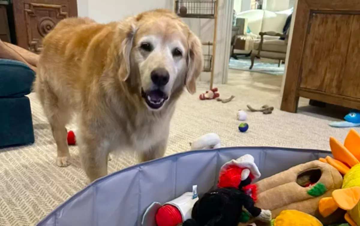 Hirtelen tűnt el a golden retriever a nyaralás után: nem hiszed el, hol talált rá a gazdi - Videó