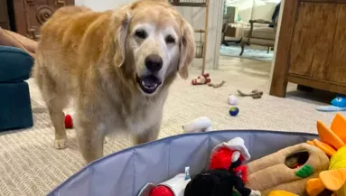 Hirtelen tűnt el a golden retriever a nyaralás után: nem hiszed el, hol talált rá a gazdi - Videó