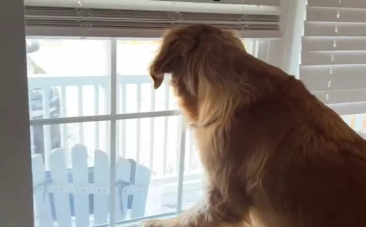 A barátnőjét várja a golden retreiever az ablakban: amikor megérkezik, elolvadnak a szívek - Videó