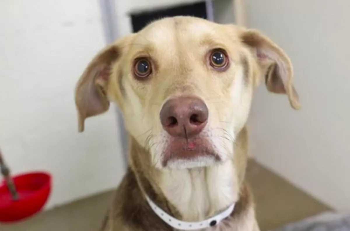 Egy cetli volt a kitett kutyán: amikor az állatvédők elolvasták, megszakadt a szívük - Fotók