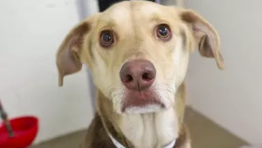 Egy cetli volt a kitett kutyán: amikor az állatvédők elolvasták, megszakadt a szívük - Fotók