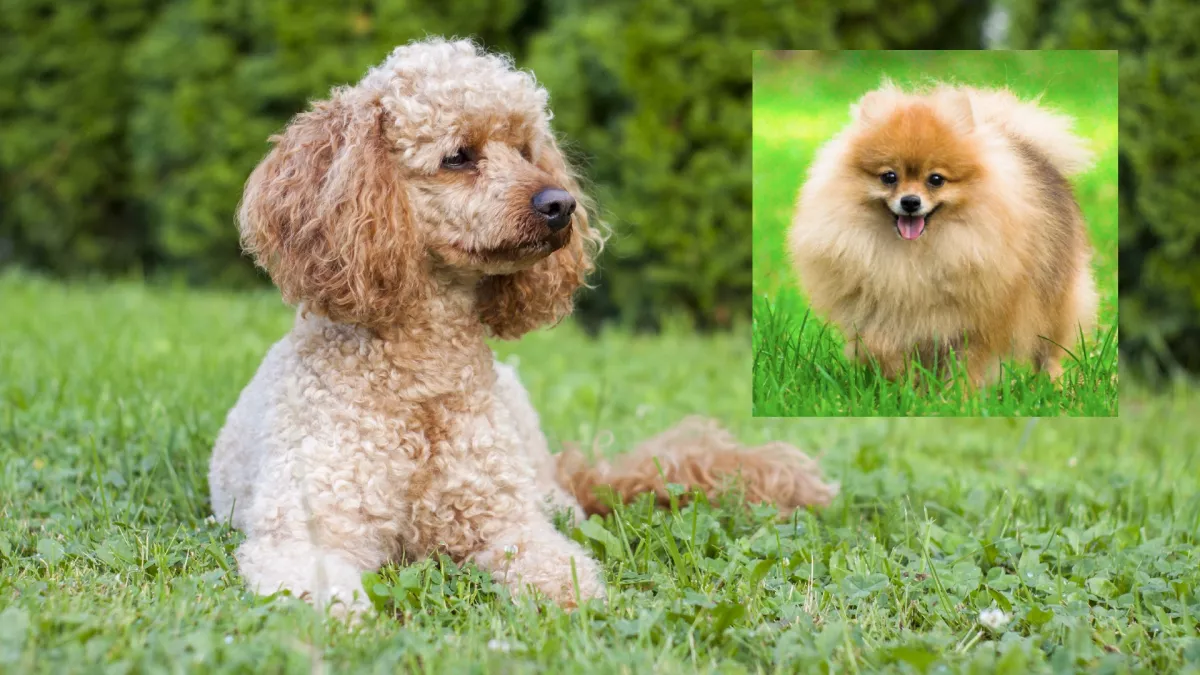 Törpe spitz és törpe uszkár a szülők: ez a kutya a világ új kedvence - Fotók