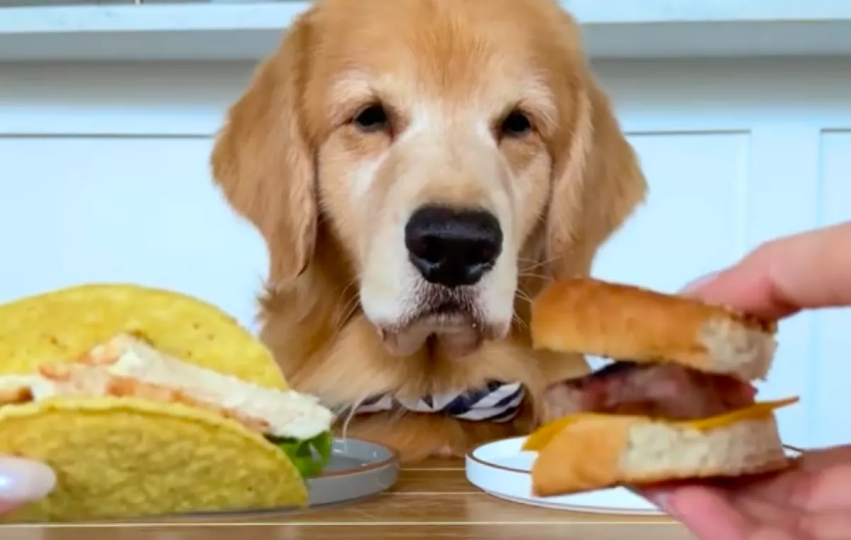 Különböző ételekkel kínálják a golden retrievert: pusztul a reakcióján a világ - Videó
