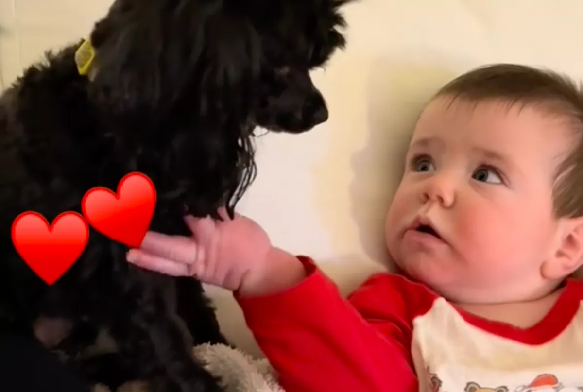 Mindentől fél az uszkár: ahogy a babára reagál, megolvasztja a szíveket - Videó