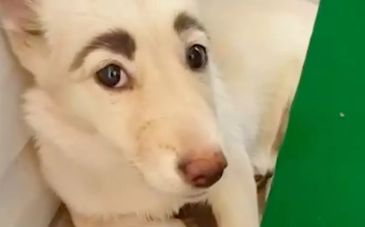 Valaki szórakozik? Amikor a gondozók meglátták ezt a kutyát, nem hittek a szemüknek - Videó