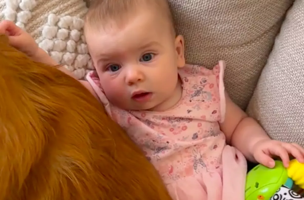 Azt akarja, hogy simogassa a baba: amit a golden retriever tesz, azon az egész világ pusztul - Videó