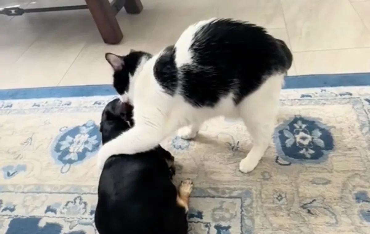 Süket és vak kutyával találkozik a cica: hihetetlen, amit ezután tesz - Videó