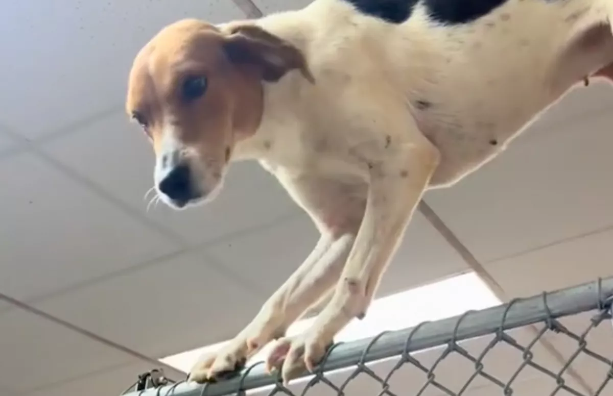Meglátták a gondozók, mit csinál a kutya a menhelyen és azonnal döntöttek - Videó