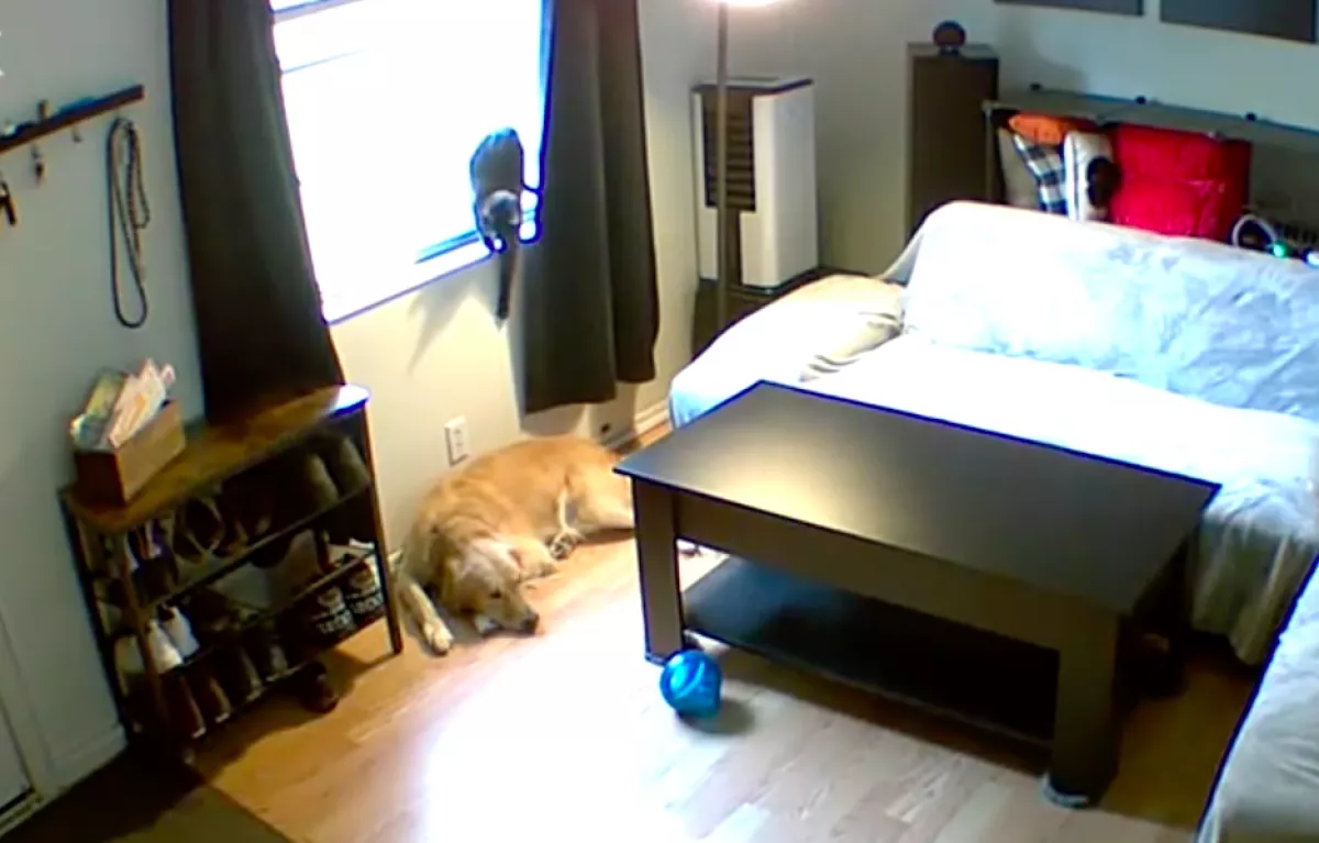 Napokig egyedül hagyták a kutyát meg a macskát otthon: a kamera megdöbbentő dolgot vett fel - Videó