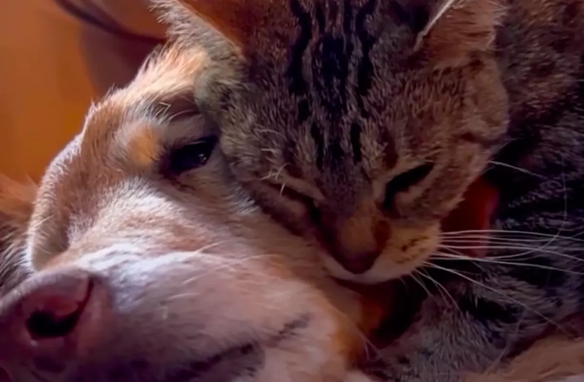 Haldoklik a golden retriever: a gazdi szíve megszakad, amikor meglátja, mit csinál a macskája - Videó