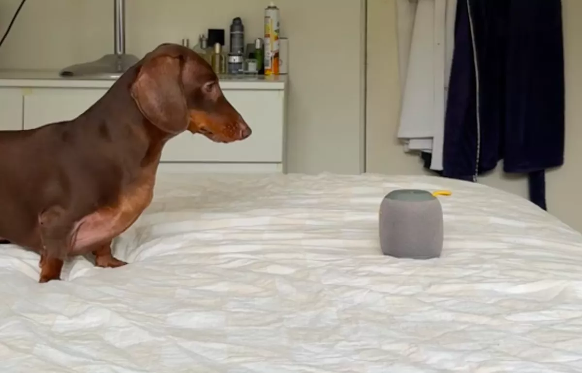 Meghallja a tacskó a slágert a hangszóróból: pusztul a világ, mit csinál utána - Videó