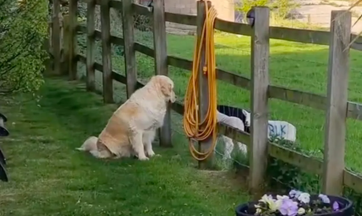 Úgy tűnik, jól kijön a bárányokkal a golden retriever: aztán patakokban folynak a könnyek - Videó