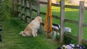 Úgy tűnik, jól kijön a bárányokkal a golden retriever: aztán patakokban folynak a könnyek - Videó