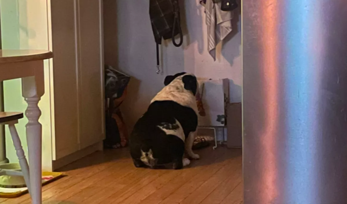 Minden este beül a konyha sarkába a bulldog: nem hiszed el, miért - Fotók