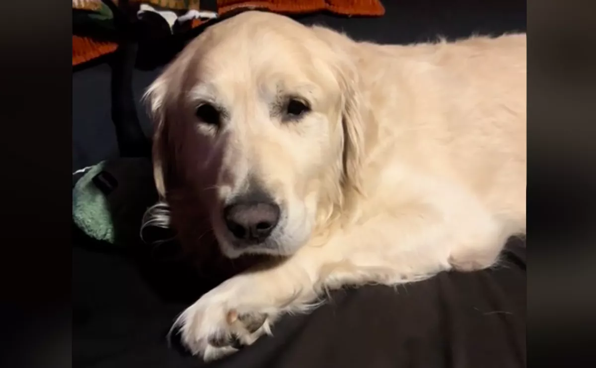 9 évig élt istállóban a golden retriever: ami ezután történt, milliókat mozgat meg - Videó