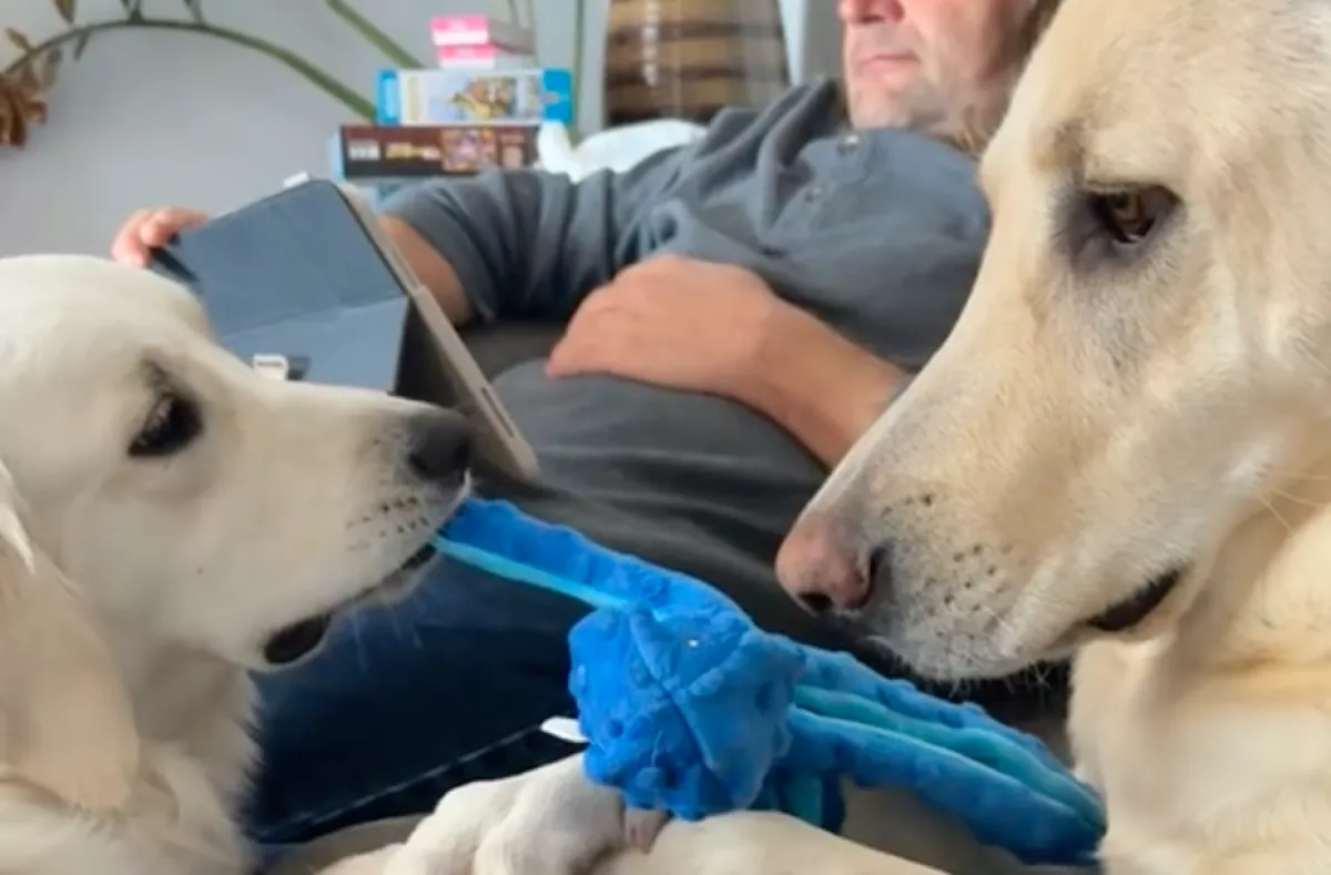 A labrador plüssjátékát szeretné a golden retriever: nem sokkal később könnyek folynak a nevetéstől - Videó