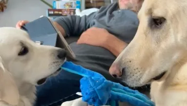 A labrador plüssjátékát szeretné a golden retriever: nem sokkal később könnyek folynak a nevetéstől - Videó