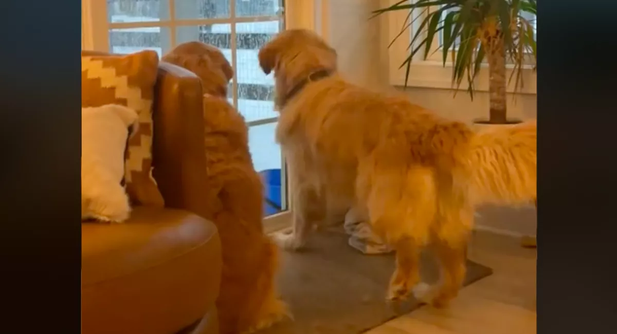 Nagyon ki akar menni a golden retriever a kertbe: amit tesz, azon pusztul a fél világ - Videó