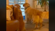 Nagyon ki akar menni a golden retriever a kertbe: amit tesz, azon pusztul a fél világ - Videó