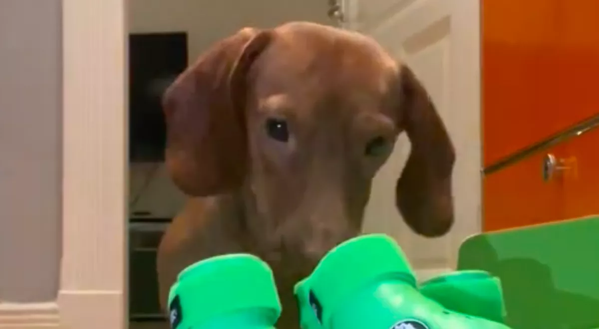 Meglátta a kis tacskó, mit vettek neki: a reakciója letarolja a netet - Videó