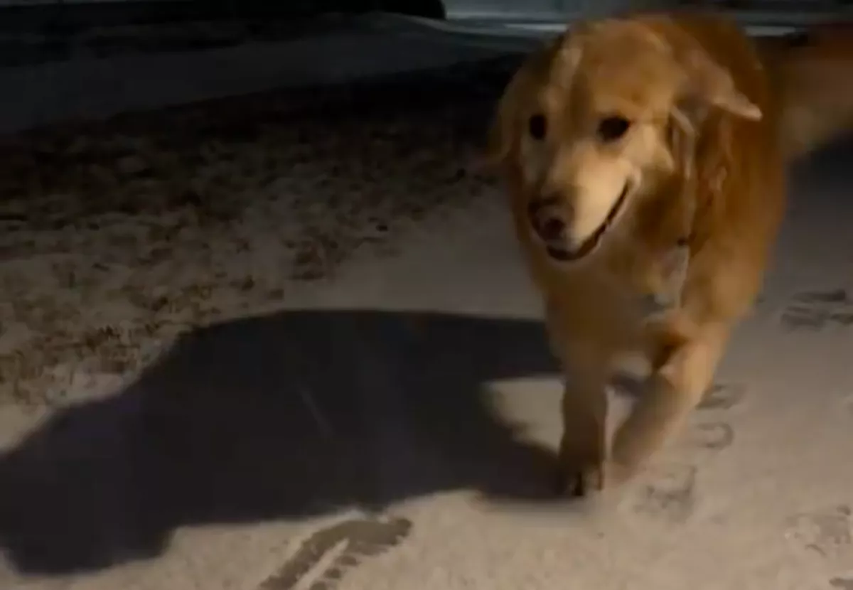 Az éjszaka közepén ébresztette fel a kutyáját a gazdi: az oka sokakat megérint - Videó