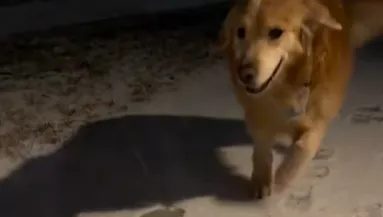 Az éjszaka közepén ébresztette fel a kutyáját a gazdi: az oka sokakat megérint - Videó