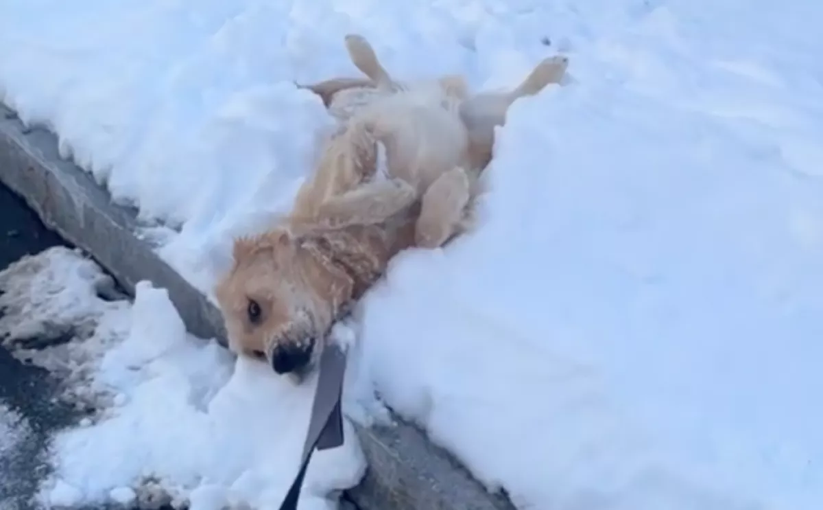 Sétálni viszik a hóban a golden retrievert: amikor a gazdija haza akar menni, furcsa dolgot tesz - Videó
