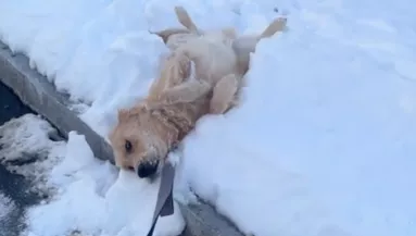 Sétálni viszik a hóban a golden retrievert: amikor a gazdija haza akar menni, furcsa dolgot tesz - Videó