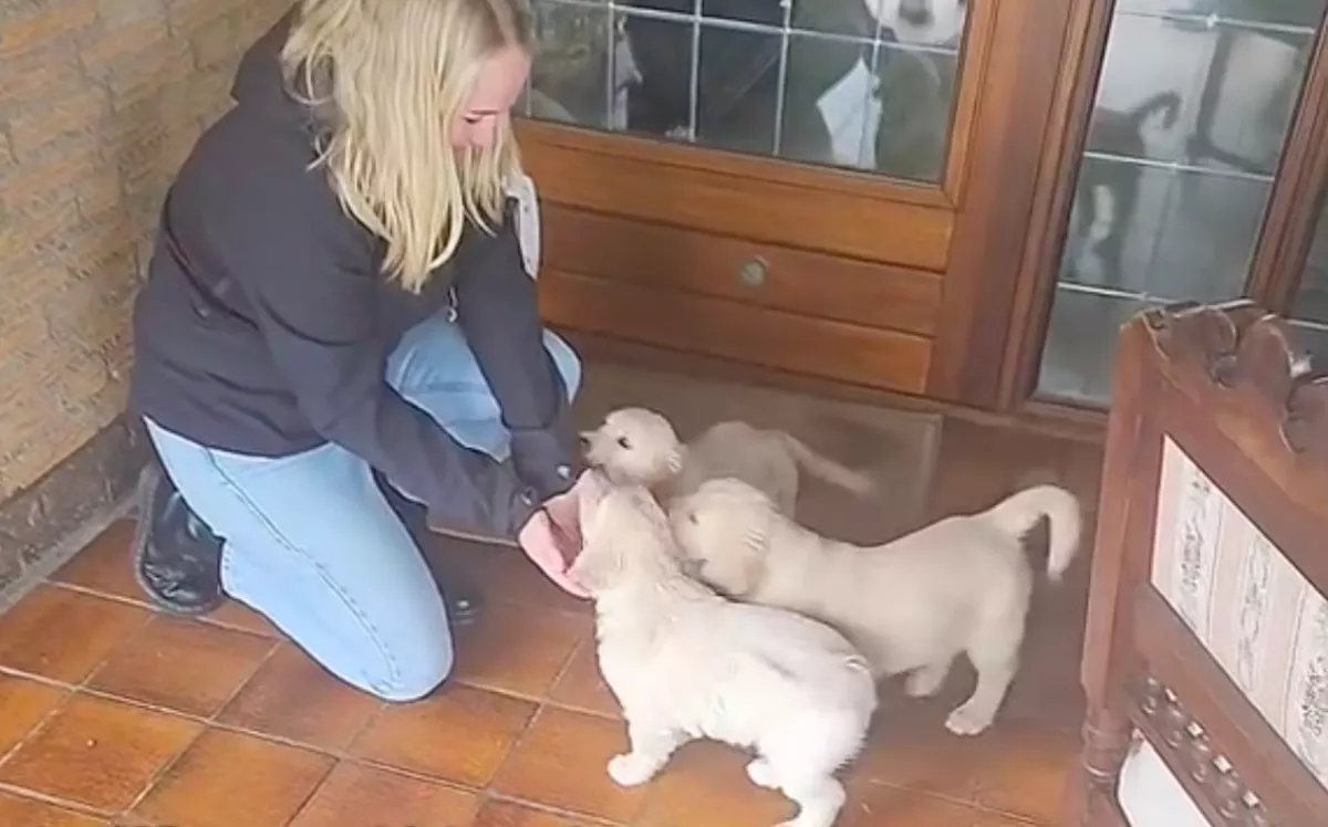 Golden retriever kölyköt akart választani a nő: ami ezután történt, elolvasztja a szíveket - Videó
