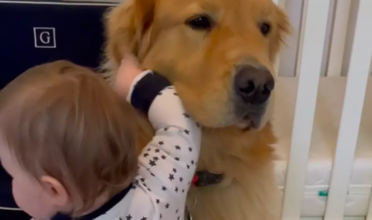 Örül a golden retriever, hogy látja a babát: ami ezután történik, azon könnyezve nevet a világ - Videó
