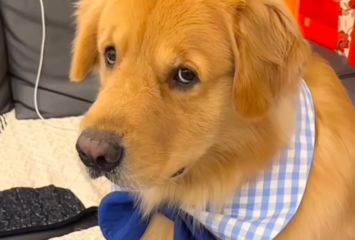 Először vigyáz az új pasija kutyusára a lány: a golden retriever reakciója fergeteges - Videó