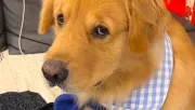 Először vigyáz az új pasija kutyusára a lány: a golden retriever reakciója fergeteges - Videó