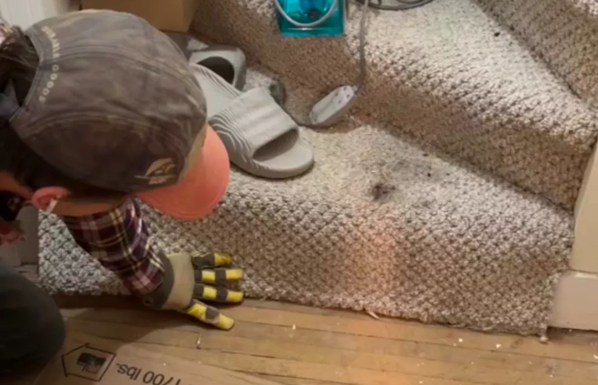 Házat újít fel a házaspár: amit a lépcsőházi szőnyeg alatt találnak, elborítja az agyukat - Videó