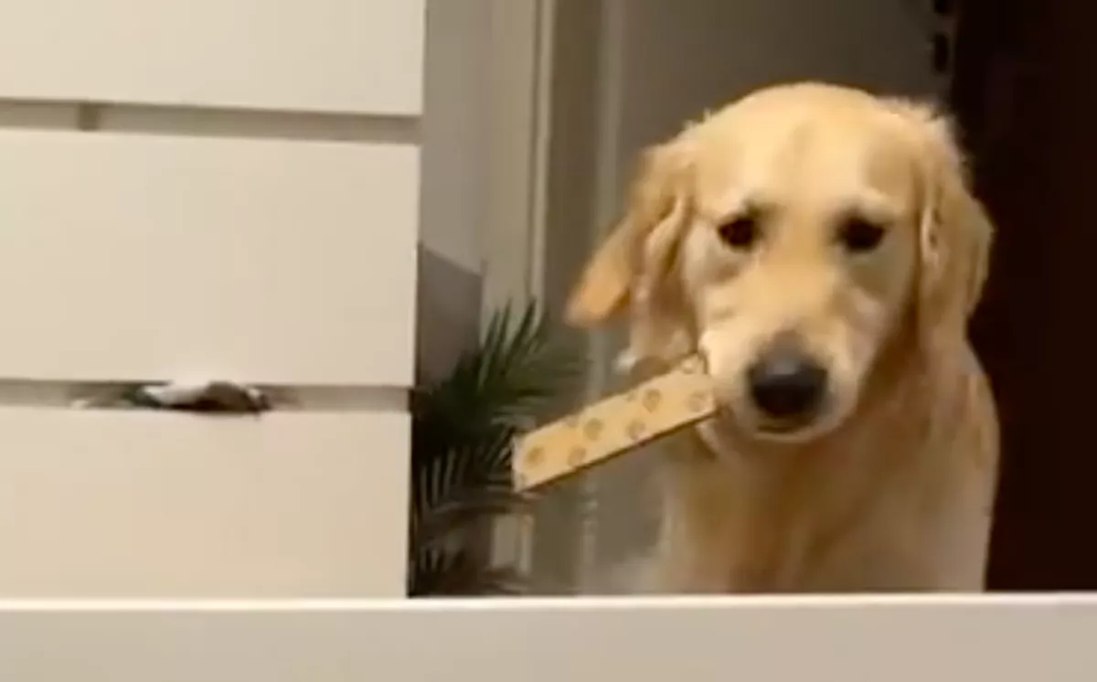 Segíteni akar a golden retriever az ágy összeszerelésében a gazdinak: ami ezután történik, örömkönnyeket csal az emberek szemébe - Videó