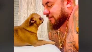 Puszit kap a gazdájától a csivava: a reakciója milliók szívét olvasztja meg - Videó