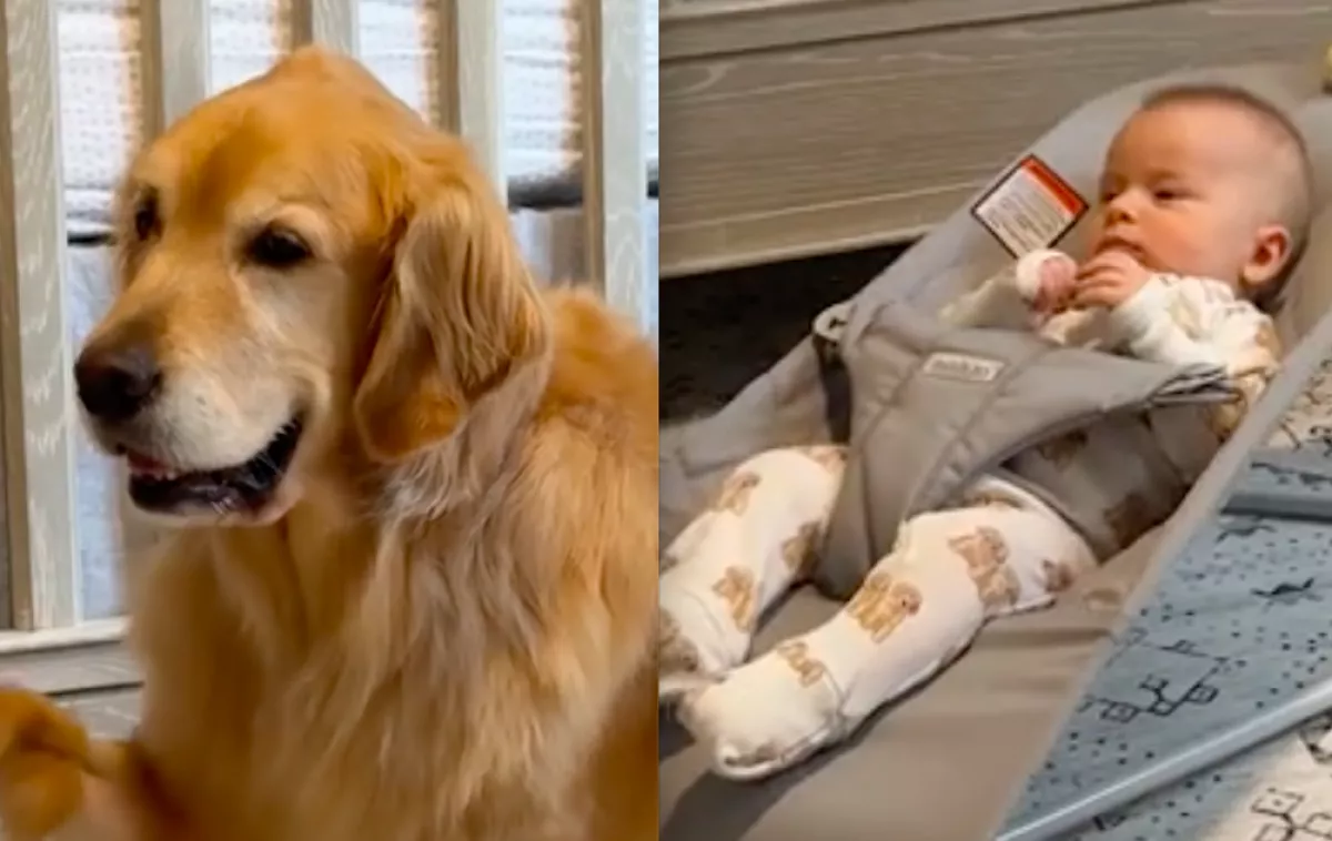 A golden retriever vigyáz a babára: nem sokkal később milliók nevetnek - Videó