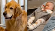 A golden retriever vigyáz a babára: nem sokkal később milliók nevetnek - Videó