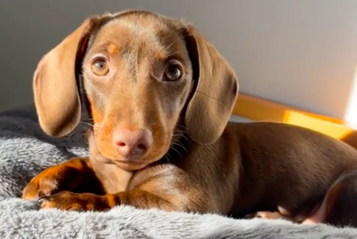 Mini tacskó csal örömkönnyeket a netezők szemébe: így kergeti őrületbe a gazdáját - Videó