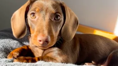 Mini tacskó csal örömkönnyeket a netezők szemébe: így kergeti őrületbe a gazdáját - Videó