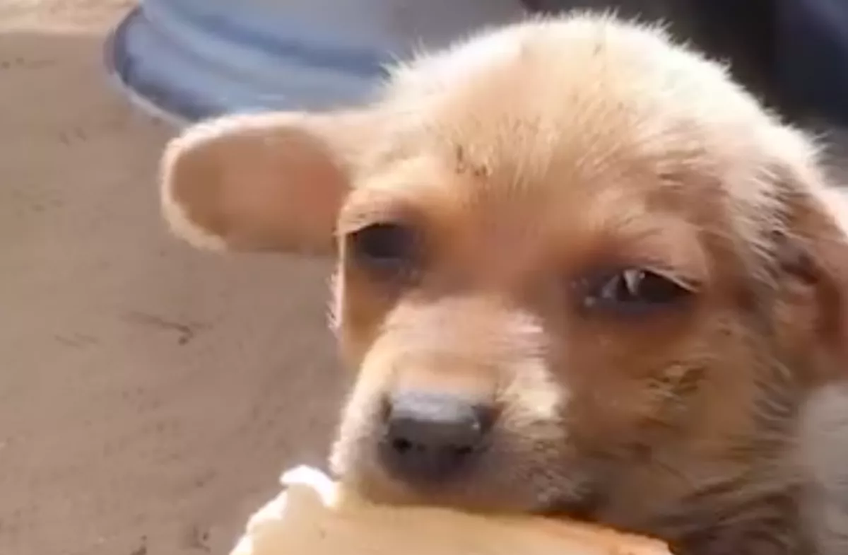 Egy hétre az utcán felejtették az állatvédők a kiskutyát: amivel várta őket, szívszorító - Videó