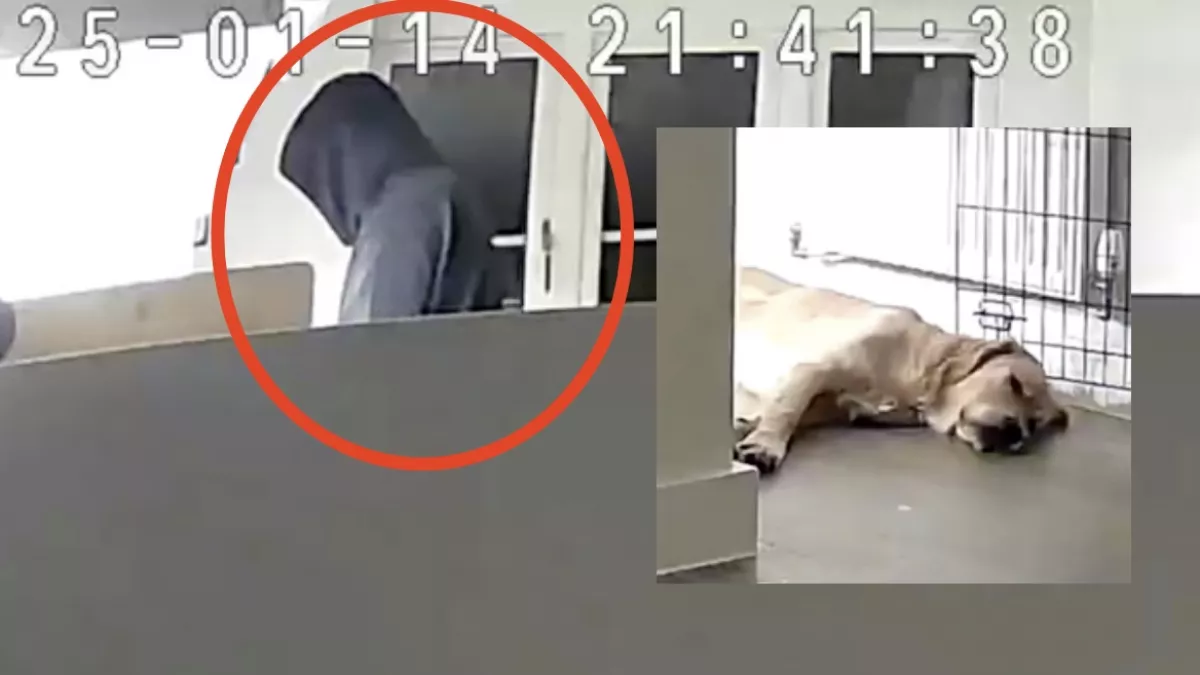 Megszakadt a nő szíve, amikor meglátta a videót, mit csinál a párja a golden retrieverével - Videó