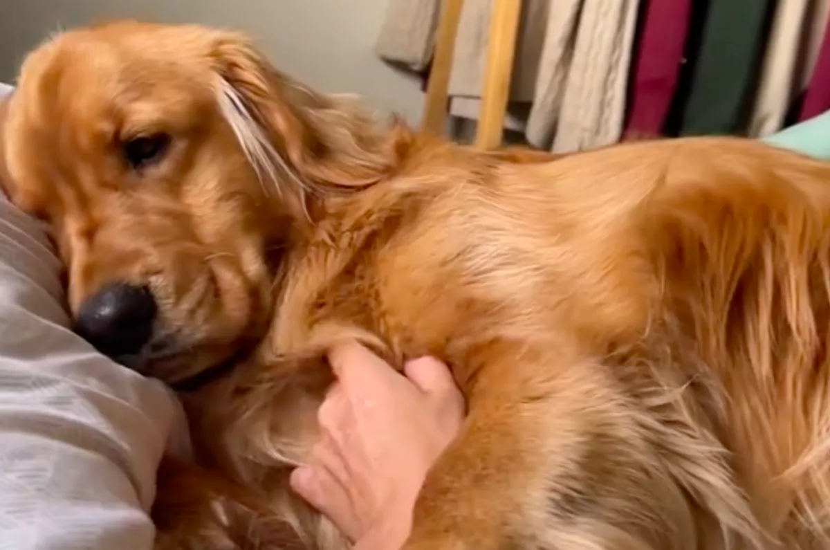 Túl ragaszkodó a golden retriever: amikor a gazdi kölyökkutyával lepi meg, millió szív olvad el - Videó