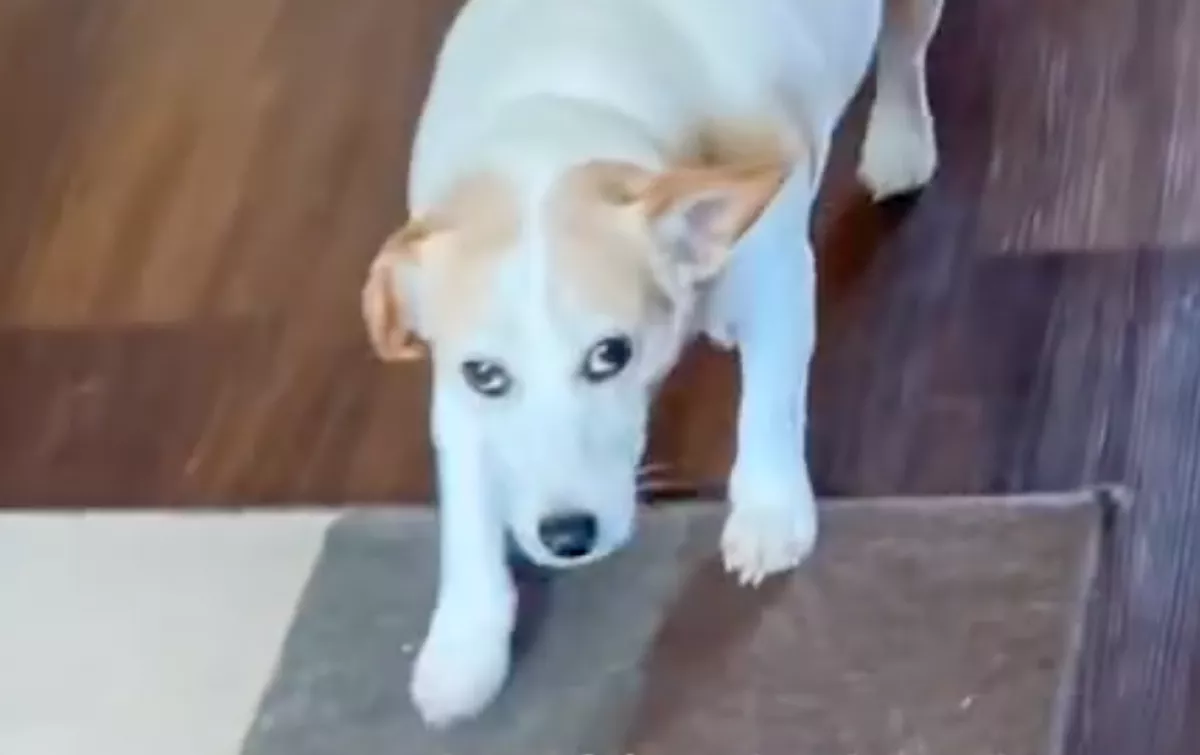 Először találkozik a nő a barátja kutyájával: a reakcióján pusztul az internet - Videó