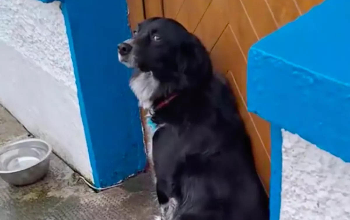 Hazaért a pár a nyaralásból: a kutyájuk reakciója pusztító - Videó