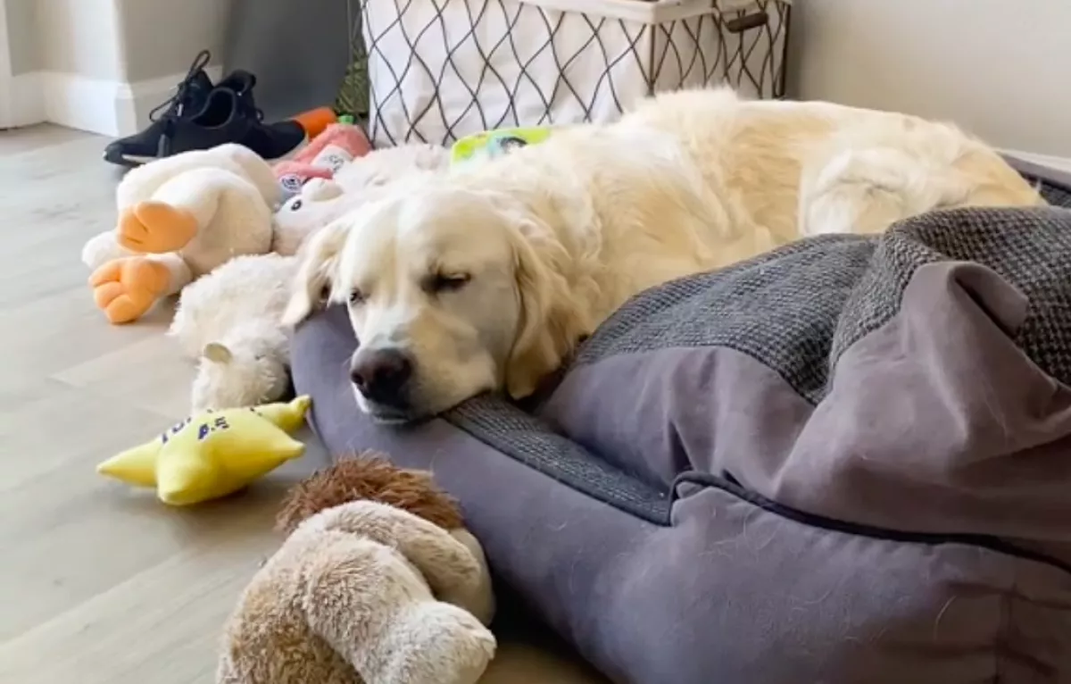 Mindig szomorú a golden retriever: az oka szívszorító - Videó