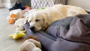 Mindig szomorú a golden retriever: az oka szívszorító - Videó