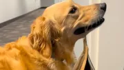 Remegve áll az ajtó előtt a golden retriever: az okát a szájában tartja - Videó